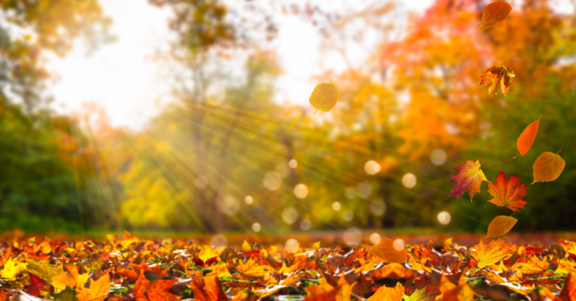 Hello Fall 8 Ways to Celebrate the New Season in September
